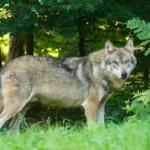 wolf in europe