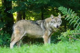 wolf in europe